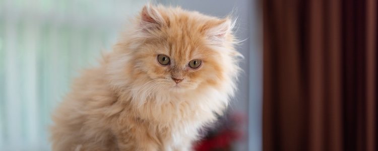 Este felino tiene tendencia a padecer enfermedades renales