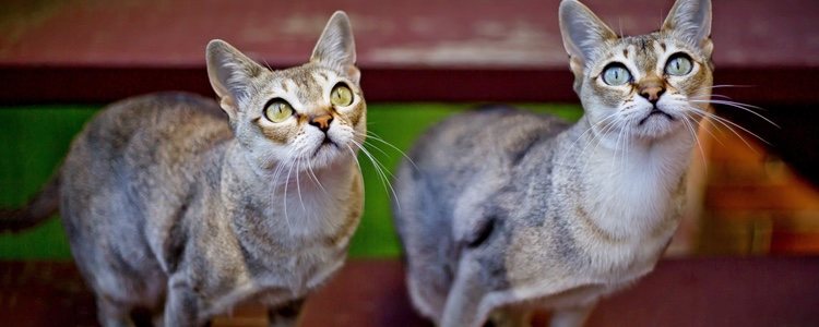  </p><p>Es recomendable que este felino acuda una vez cada seis meses al veterinario