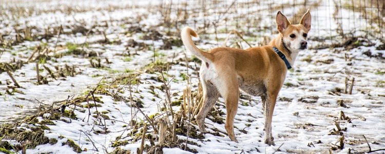 Si se tiene un Podenco como mascota es importante mantener diariamente un paseo y ejercitarlo