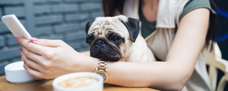 Hay muchos bares y restaurantes especiales para mascotas