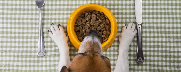 Comida muy sabrosa que a tu mascota le encantará