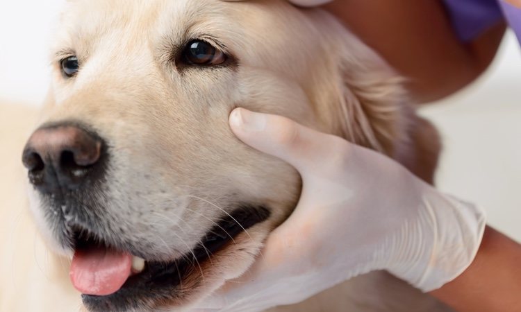 Perro en el veterinario