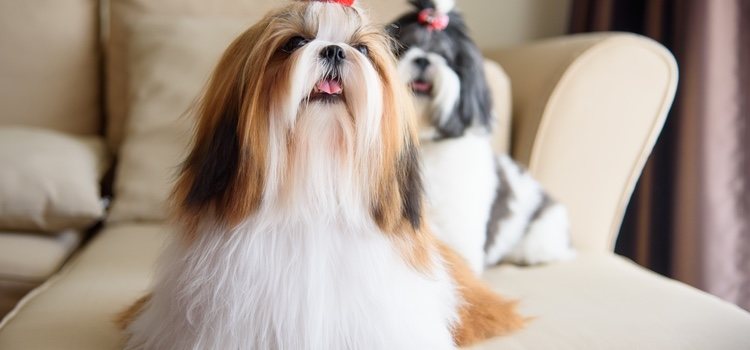 El Shih Tzu tiene una capa interna de pelos de gran espesor