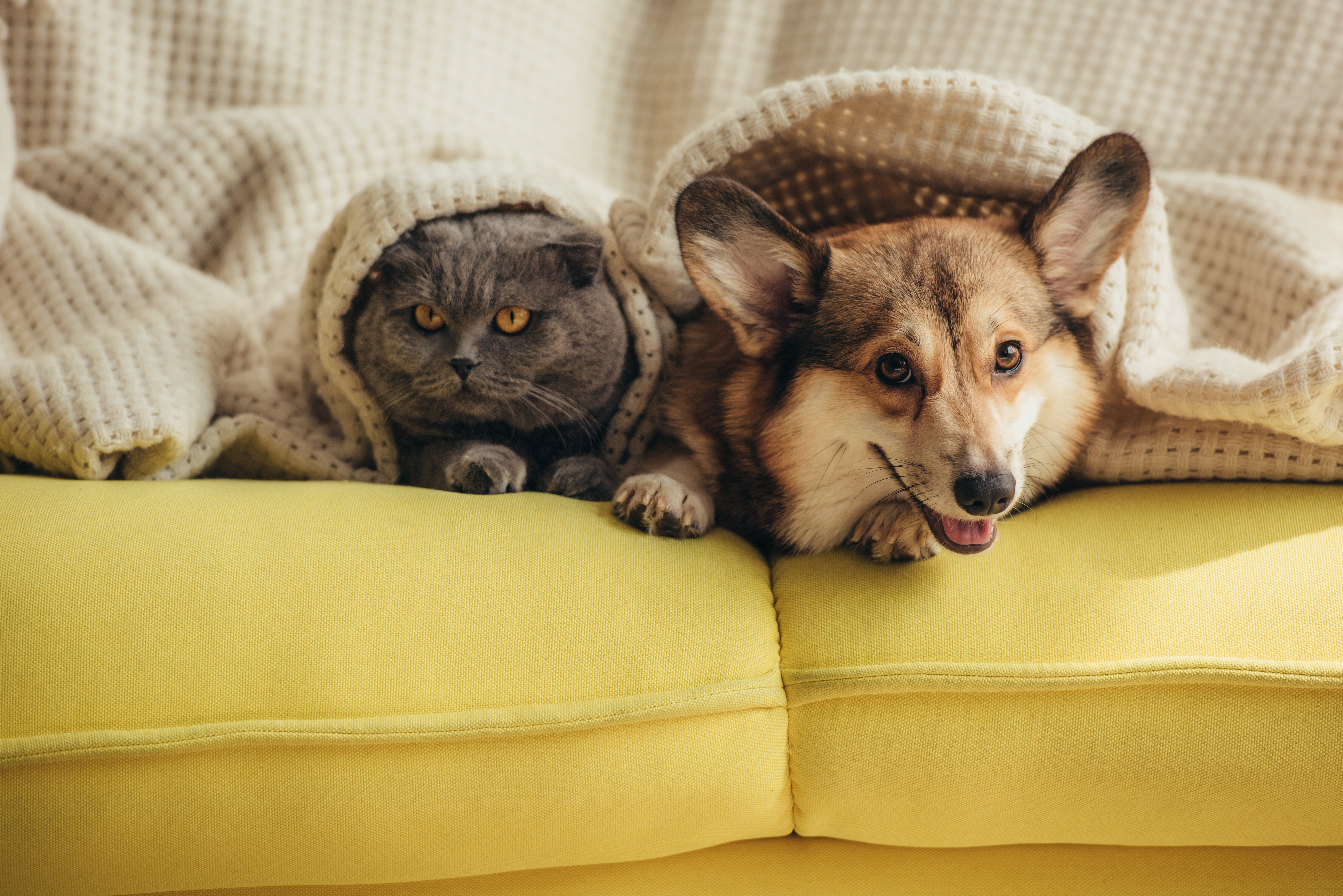 Los perros y los gatos pueden llevarse bien pero hay que saber cómo hacerlo