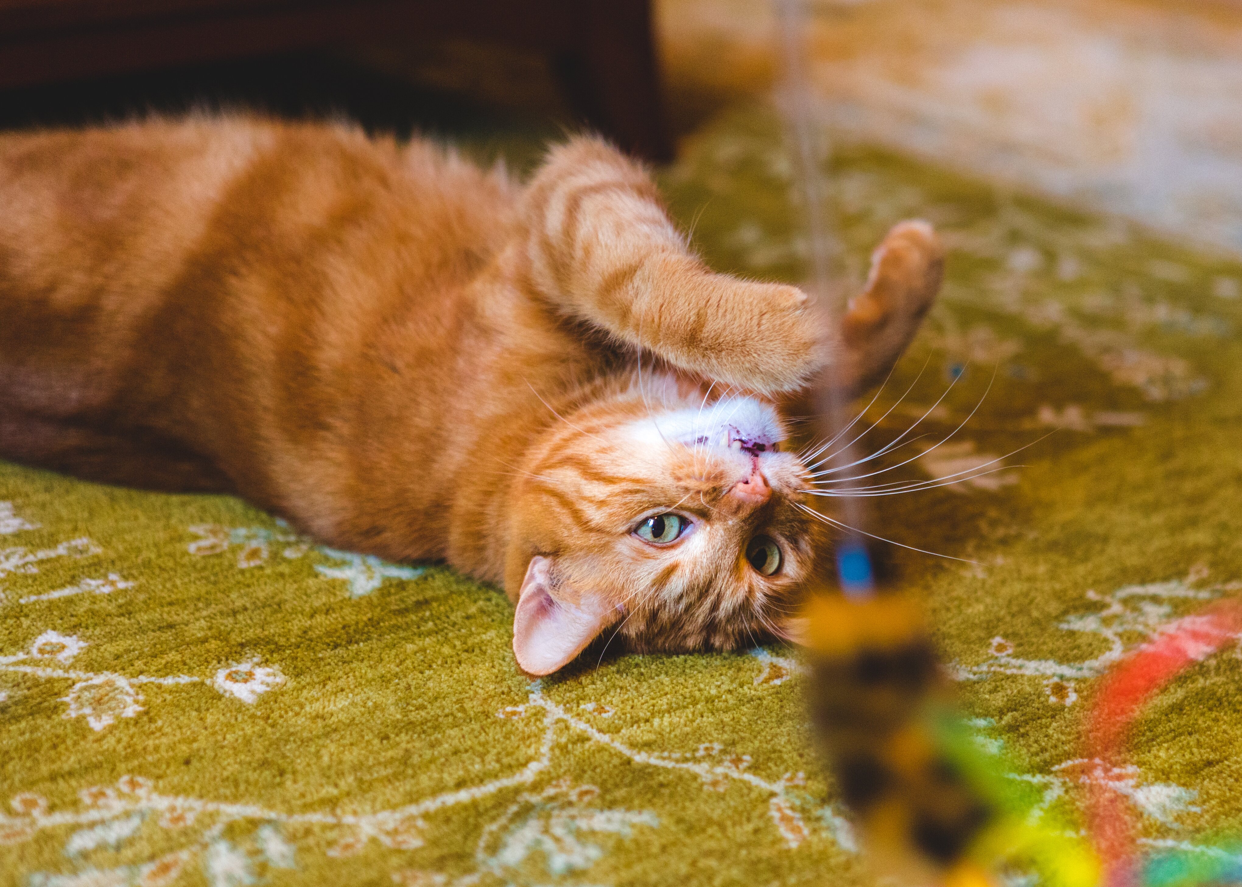 Hay distintos tipos de gato y deberás elegir el que más se adecúe a ti