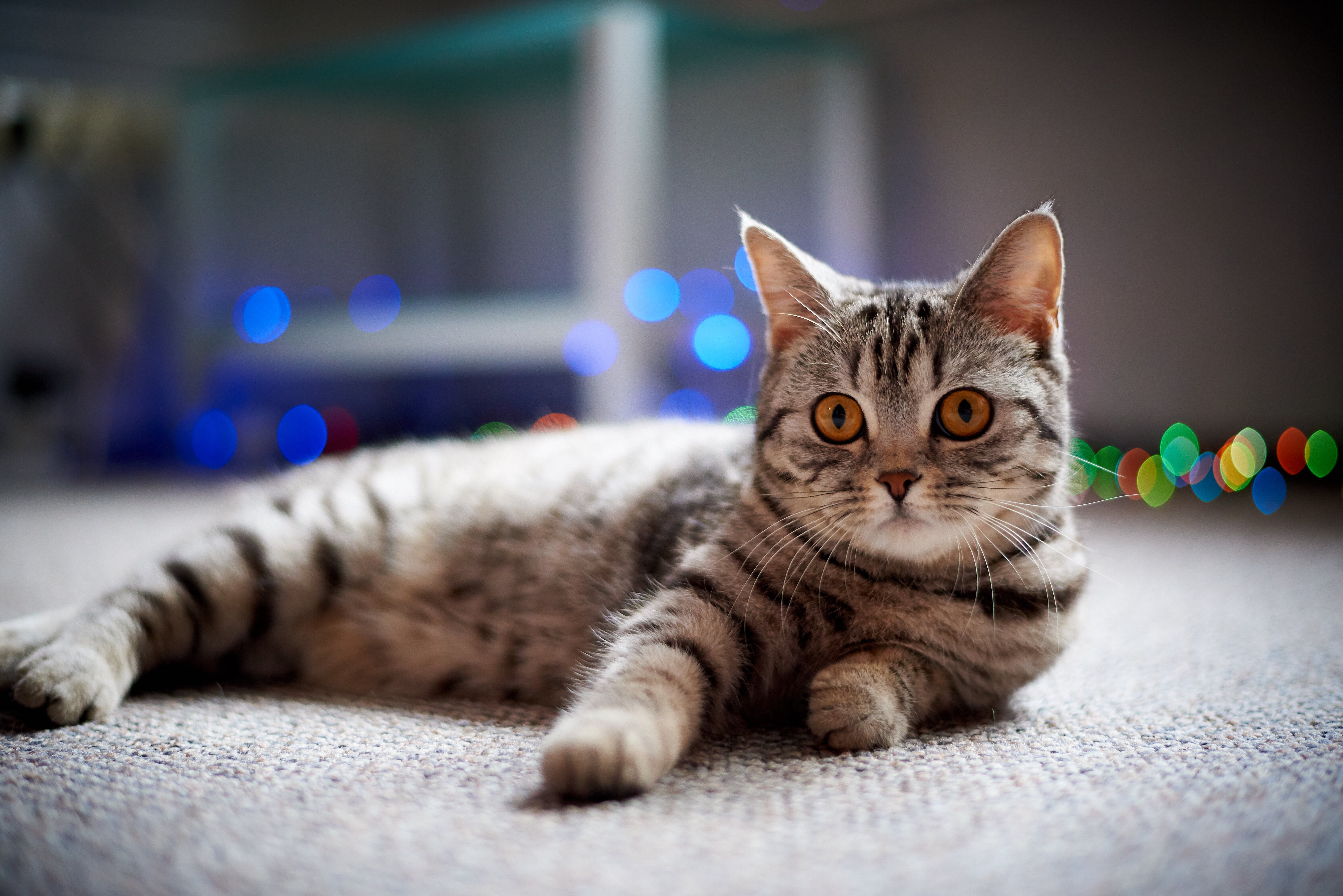 Tienes que pensar cuál es la razón por la que has escogido un gato como mascota