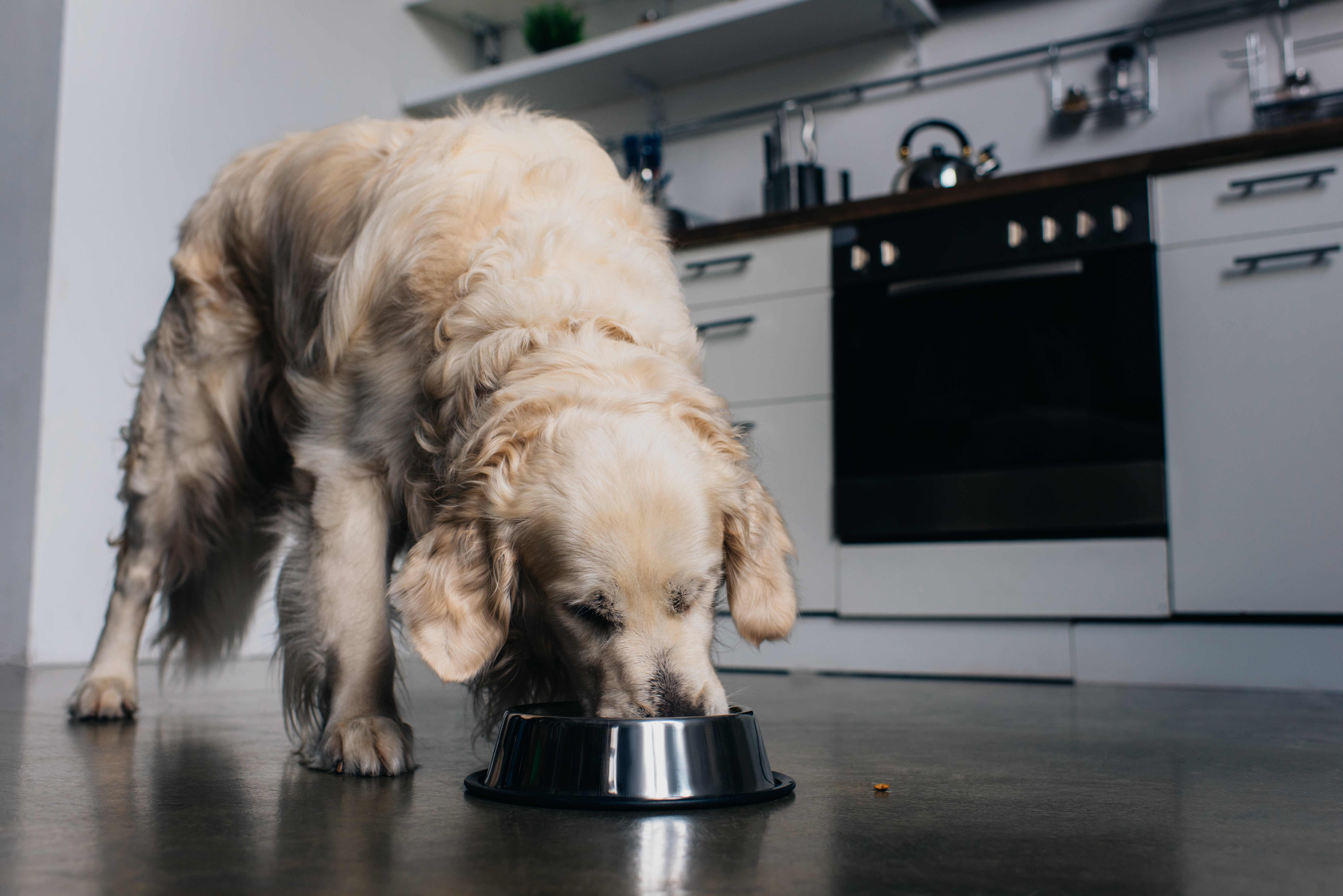 La importancia de una buena alimentación es fundamental para tu mascota