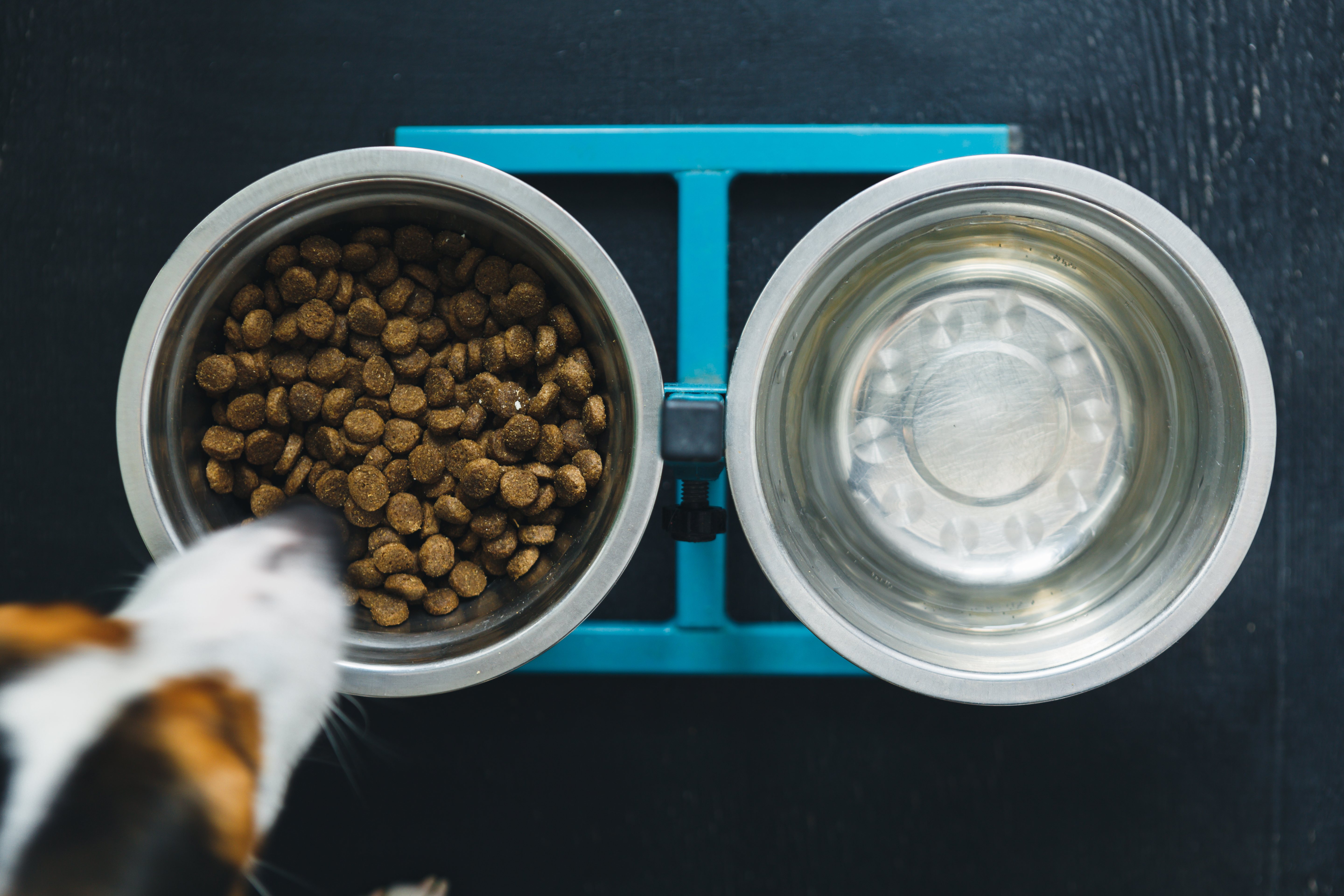 Saber qué nutrientes tiene la comida es importante para tu perro