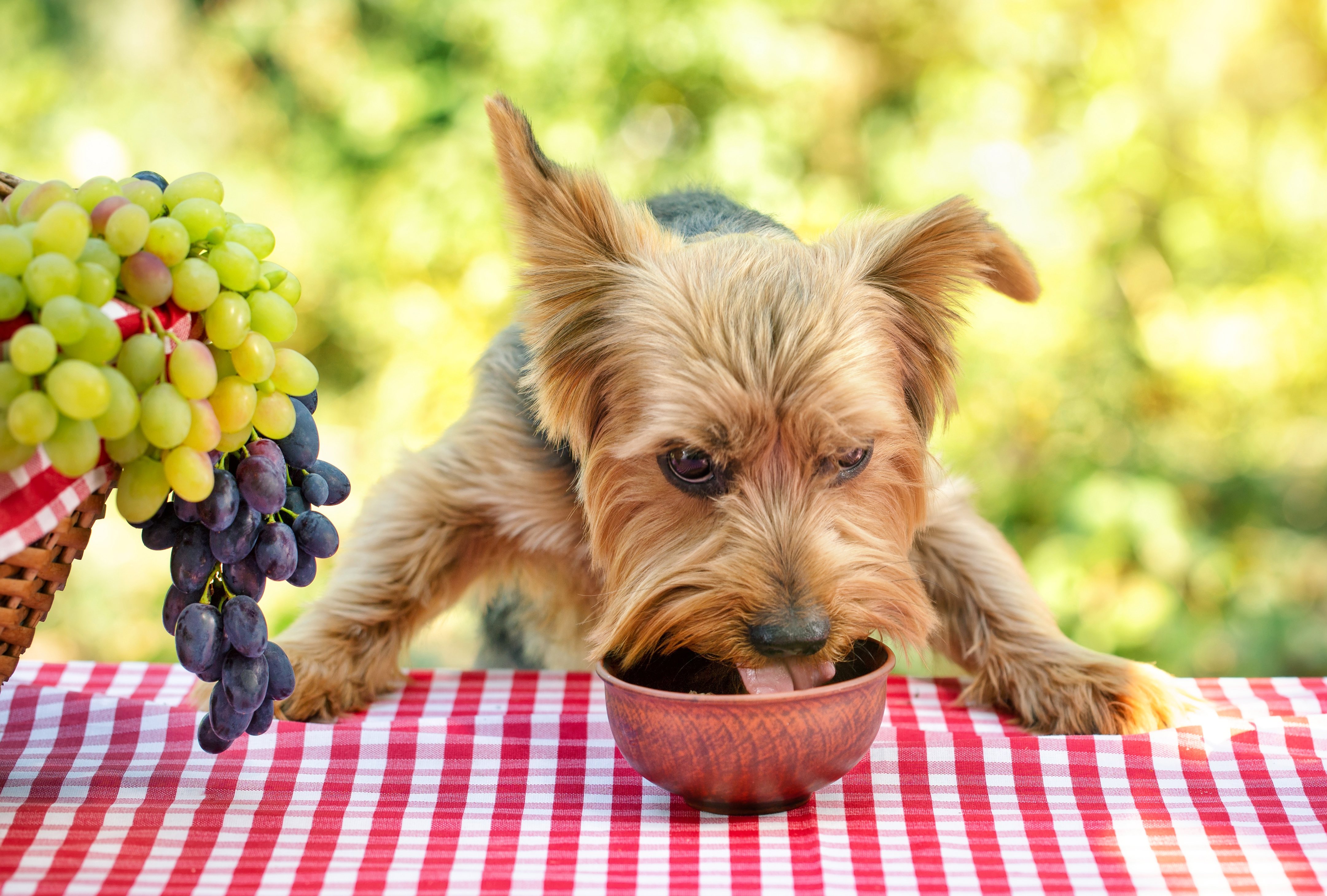 El pienso vegano tiene muchas características saludables