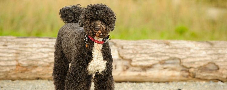 El perro de agua portugués tiene una capa de pelo que es totalmente impermeable