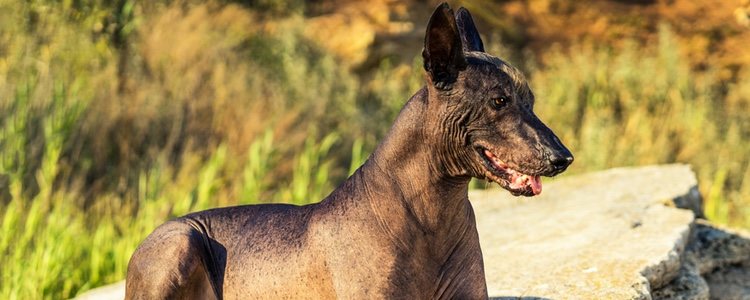 Xloloitzcuintli, también conocido como el perro sin pelo