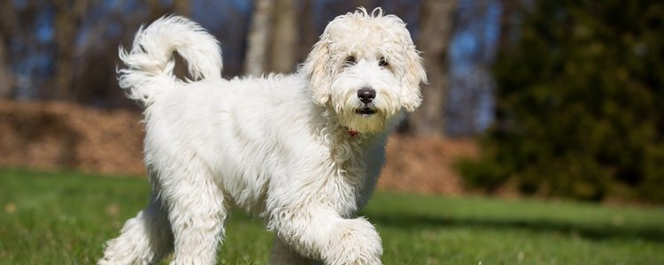  El Labradoodle es una mezcla de Labrado Retriver y Poodle