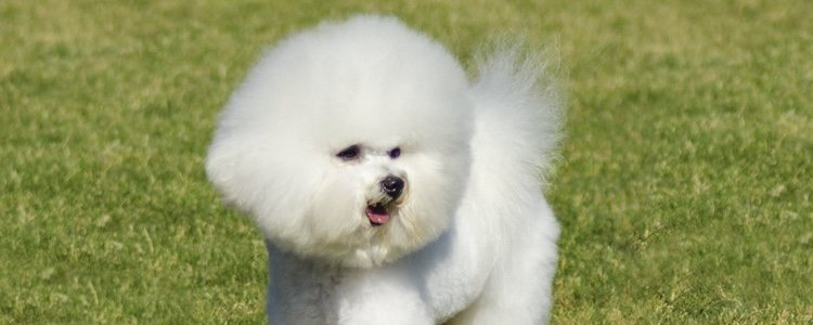 A pesar de su pelaje esponjoso y blanco, el Bichón Frisé no pierde pelo