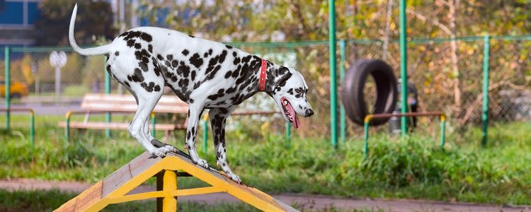 Antes de empezar el ejercicio el perro debe haber hecho sus necesdades