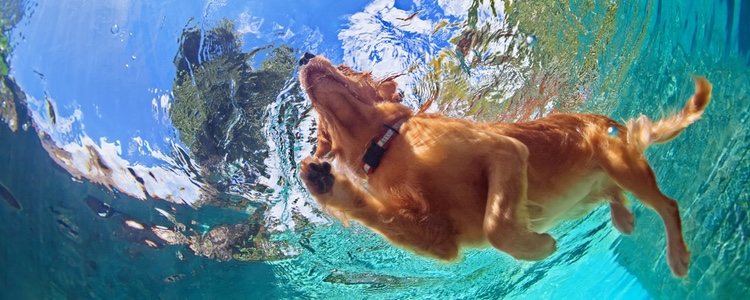 La natación es buena para los perros con problemas musculares