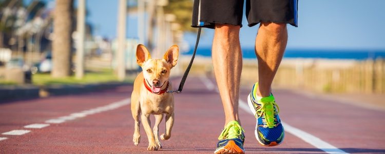 El Canicross consiste en correr junto a tu perro con correa