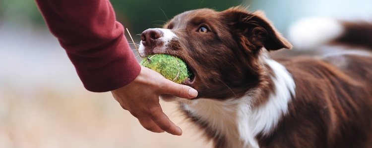 El ejercicio físico es una buena forma de hacer más fuerte tu unión con el perro