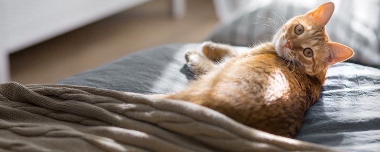 Da igual la edad de tu gato, deben mantenerse hidratados a todas las edades