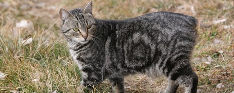 Hay leyendas que dicen que el Cymric proviene del Manx, una raza de gato doméstico