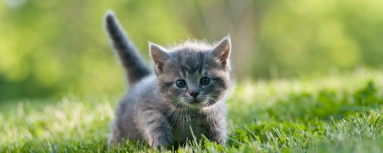 Los gatos que disfrutan al aire libre están más predispuestos a tener parásitos intestinales