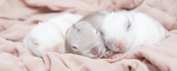 Hay que separar a los machos de las hembras debido a la gran fertilidad de los conejos