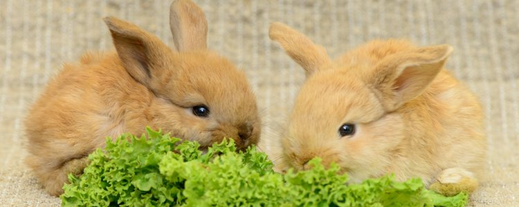 Evita dar lechuga y otros vegetales a los conejos durante los primeros meses