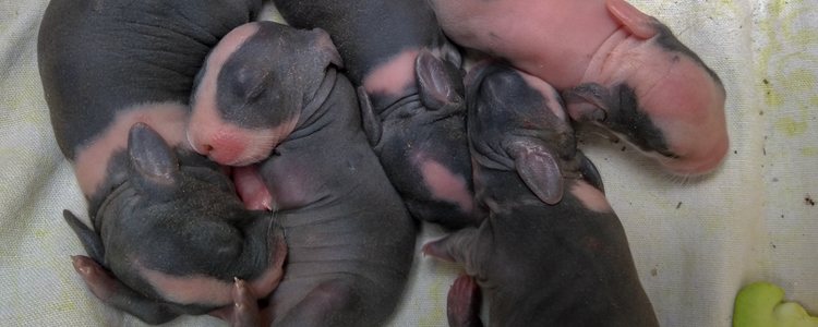 Las dos primeras semanas de vida del conejo con cruciales para su futuro desarrollo