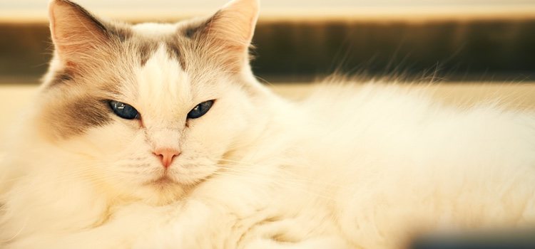 La operación quirúrgica ayudará a mejorrar las condiciones de vida del gato