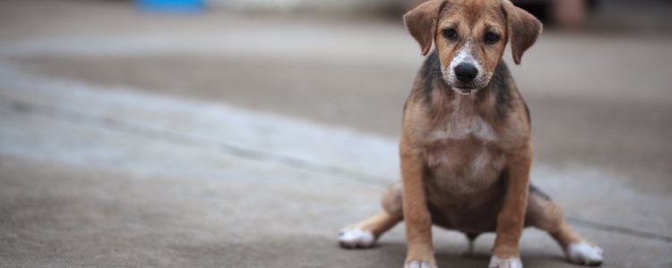 Si tu mascota orina agachado y con lloriqueos, puede estar sufriendo infección de orina