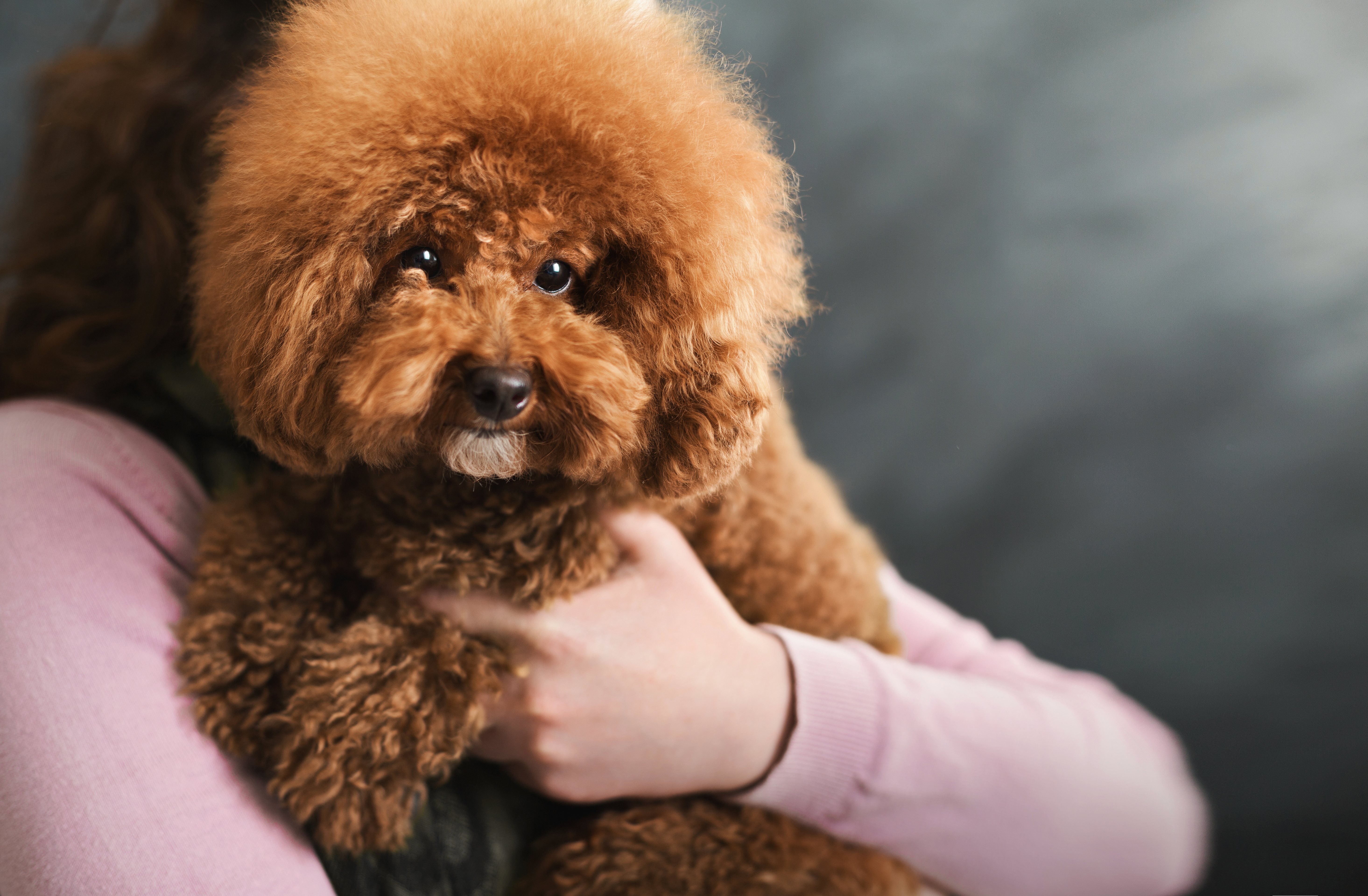 El Poodle es uno de los perros más populares actualmente