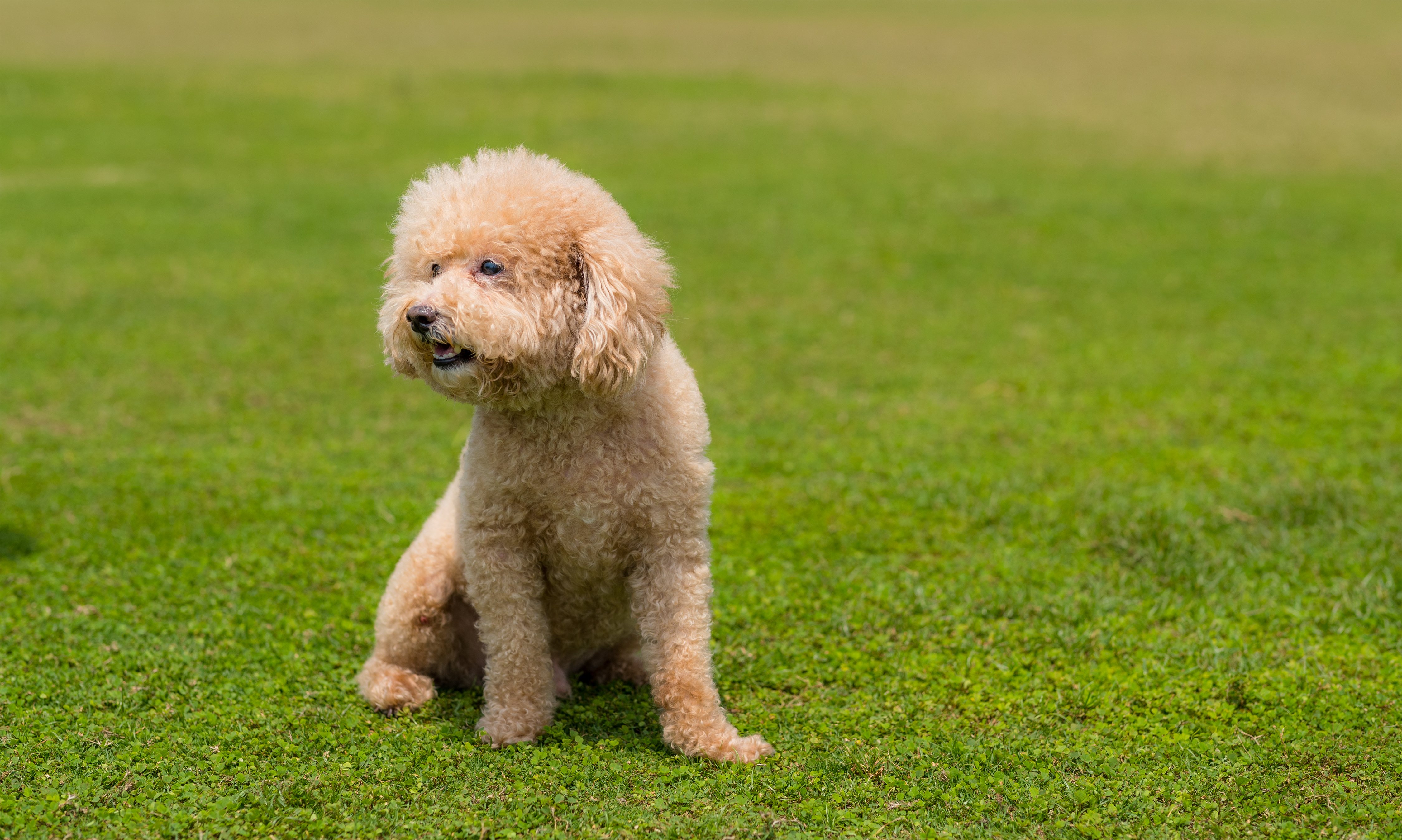 Los Poodle son perros perfectos como animales de compañía