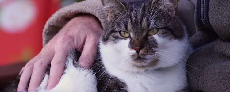 Cuando el gato supera los 15 años es cuando se pueden ver muestras de su demencia senil