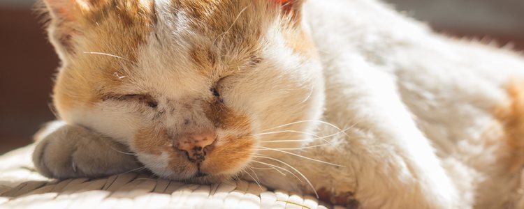 Cuando un gato tiene demencia senil se pasa todo el día durmiendo o gran parte de el