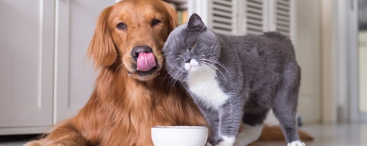 Hay que elegir una dieta variada en sabor, textura y olor