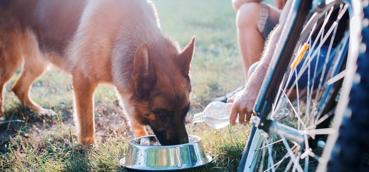 Durante los viajes siempre hay que llevar comida y agua para nuestra mascota