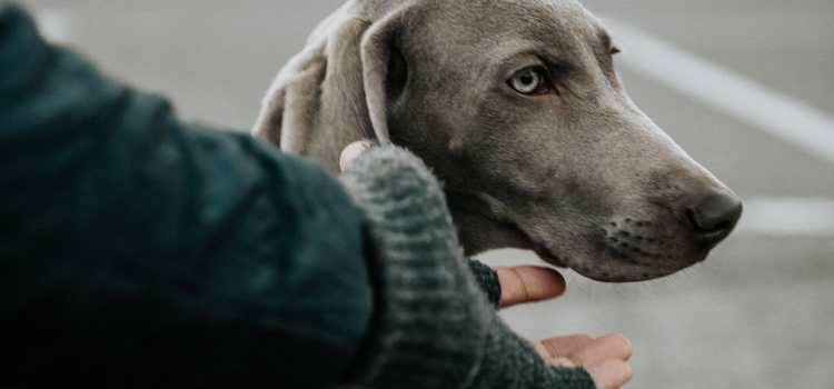 Es recomendable parar cada cierto tiempo para que el perro se estire