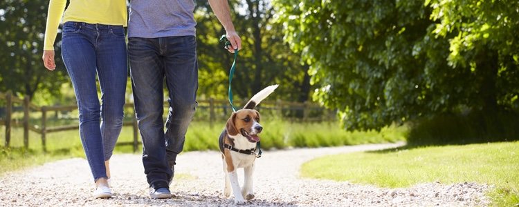 A algunos cachorros les cuesta adaptarse a llevar correa