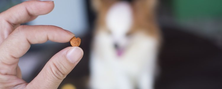 El pienso extrusionado es el que más se vende en las tiendas de animales