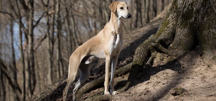 El Sloughi es un tipo de galgo