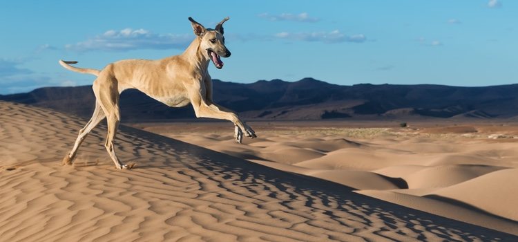 El Sloughi es un perro atlético que necesita de mucha actividad física