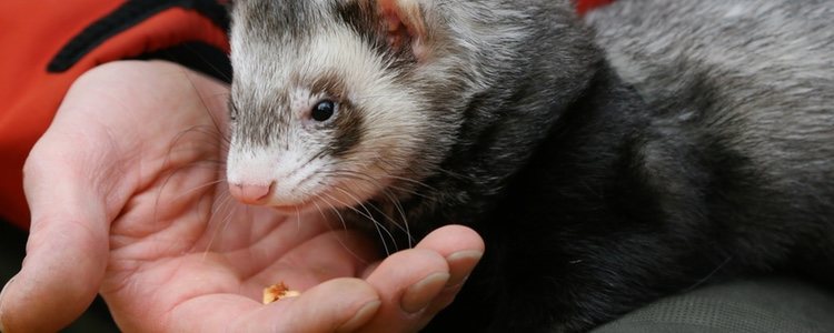 Los hurones tienen que llevar una dieta rica en proteínas y grasas