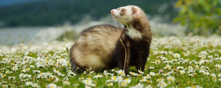 Esta enfermedad se encuentra en la tierra y produce esporas