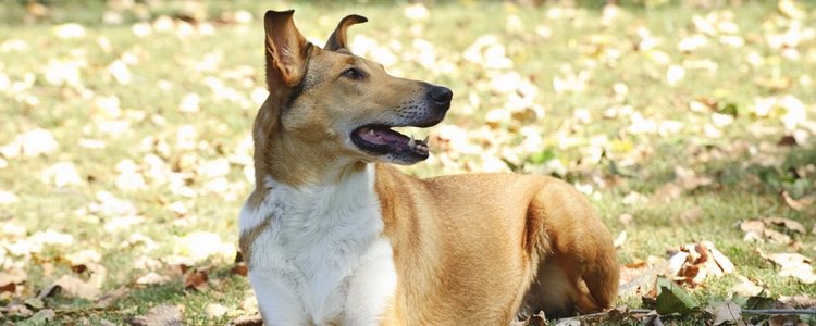 El Smooth Collie tiene el pelo mucho más corto que el resto