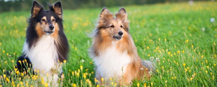 El Shetland Sheepdog es el tipo más pequeño de esta raza