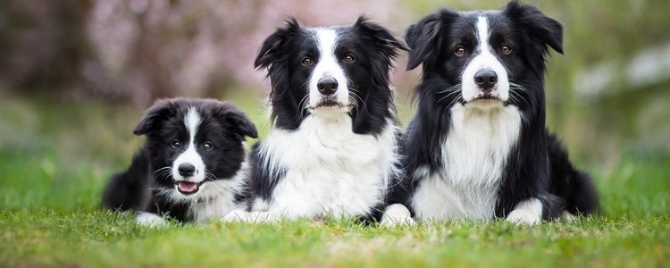 Los Collies son una de las razas más inteligentes en el mundo canino