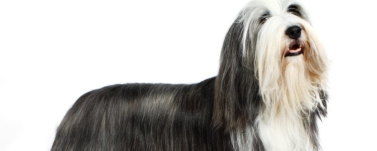 El Collie barbudo es muy fácil de reconocer sobre todo por su pelaje largo y gris