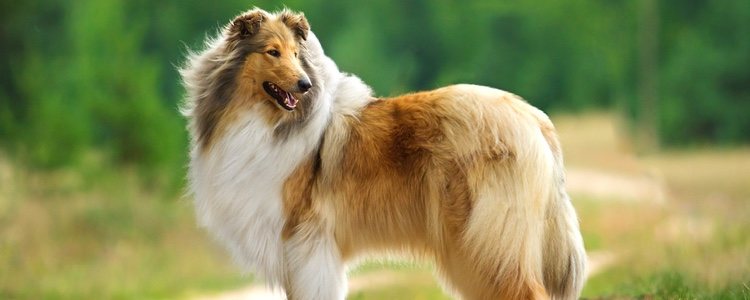 El Rough Collie es el tipo Lassie