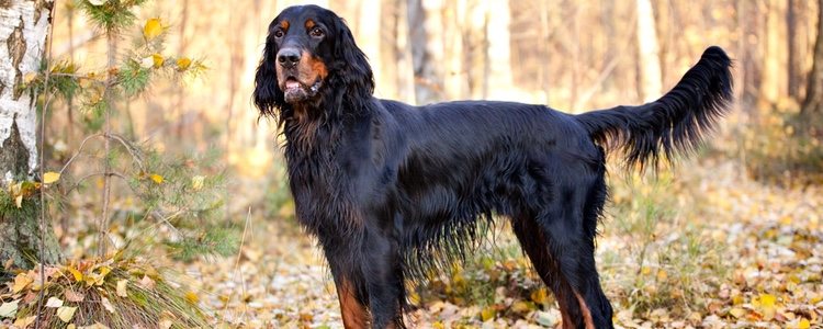 Suele tener dos grandes manchas en el antepecho con una pequeña mancha blanca que hace que se diferencie del resto 