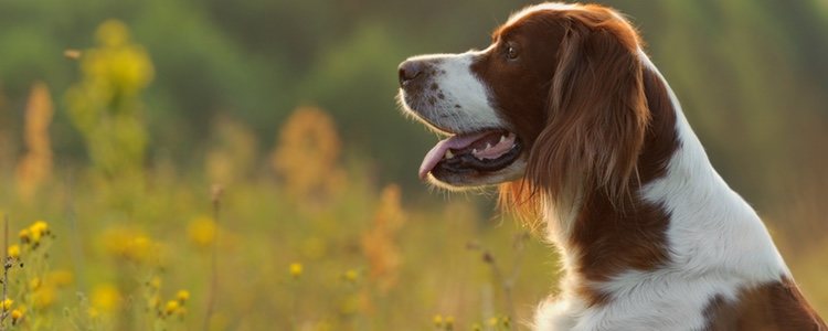 El Setter irlandés rojo y blanco destaca por ser perros atléticos y fuertes