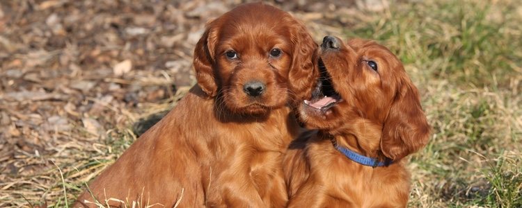 Destaca por ser un perro grande y estilizado de cabeza alargada, delgada y fina